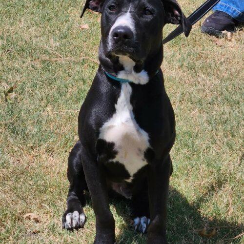 Enlarge Teeter, a Adoptable mixed breed in Broken Arrow, OK image 5/6