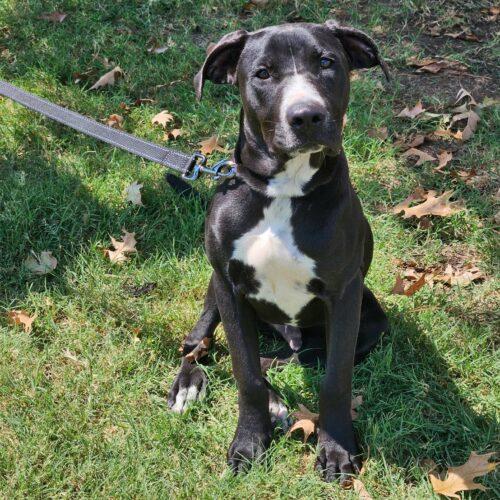 Enlarge Teeter, a Adoptable mixed breed in Broken Arrow, OK image 6/6