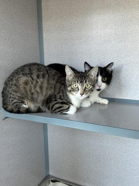 Eggo, Adoptable, Young Female Domestic Short Hair.