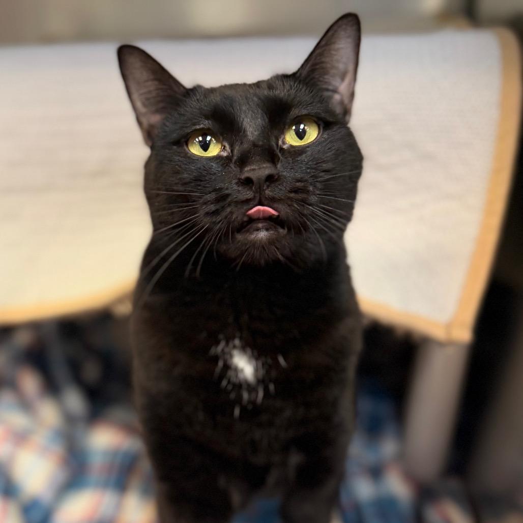 Zayah, a Adoptable Domestic Short Hair in Conshohocken, PA image 1/5