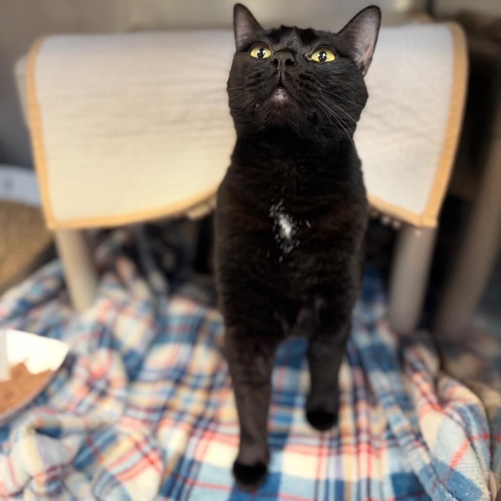 Zayah, a Adoptable Domestic Short Hair in Conshohocken, PA image 2/5