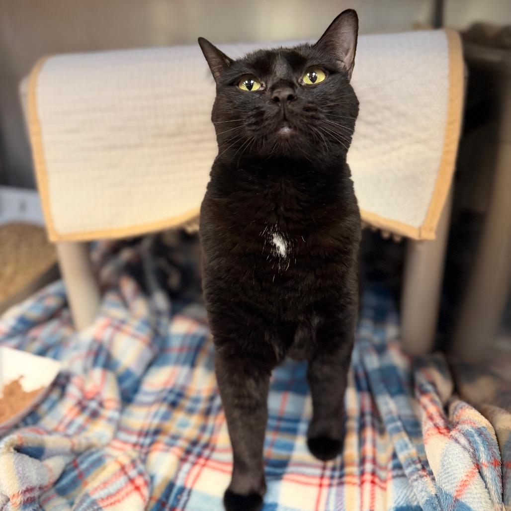 Zayah, a Adoptable Domestic Short Hair in Conshohocken, PA image 3/5