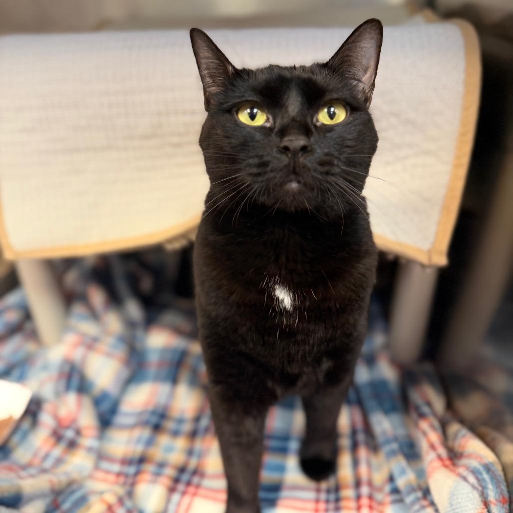 Zayah, a Adoptable Domestic Short Hair in Conshohocken, PA image 4/5