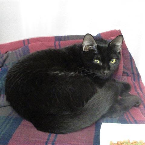 Zayah, Adoptable, Adult Female Domestic Short Hair.