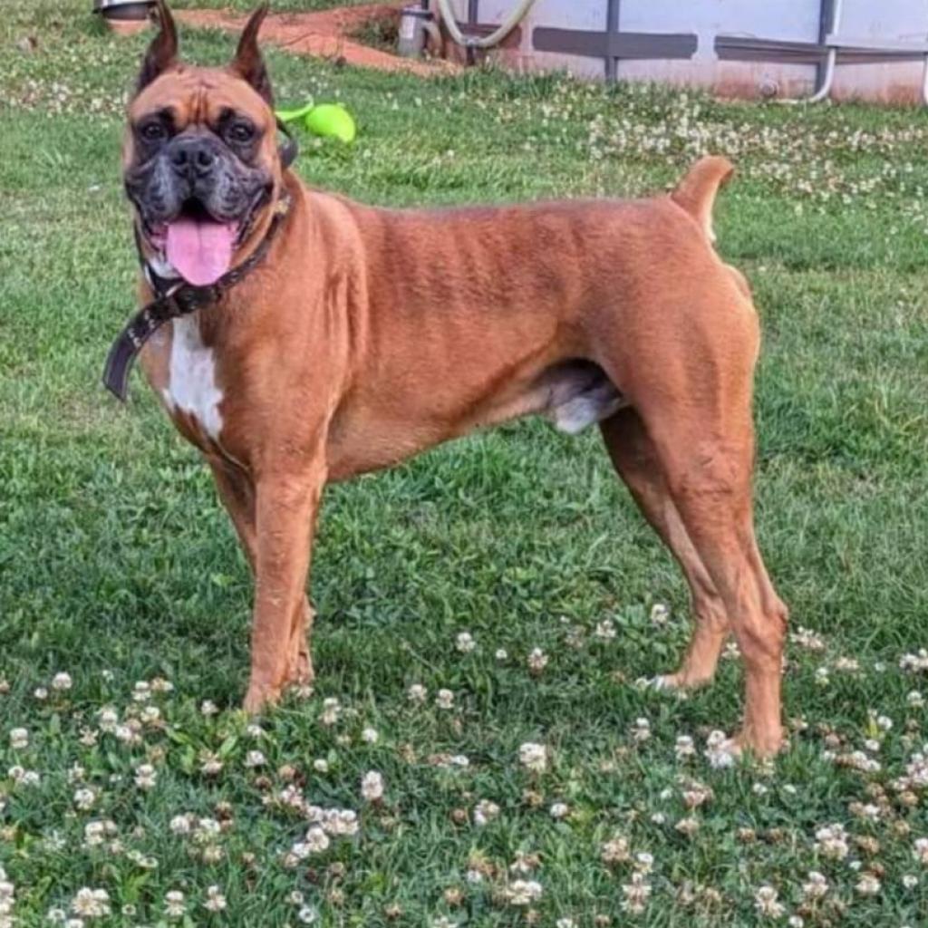 Dougie, a Adoptable Boxer in Tallahassee, FL image 1/6