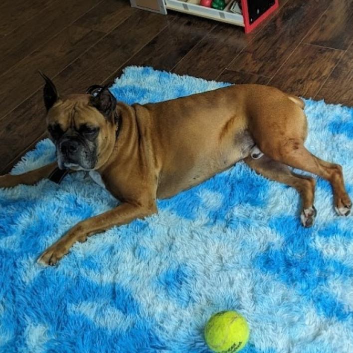 Dougie, a Adoptable Boxer in Tallahassee, FL image 5/6