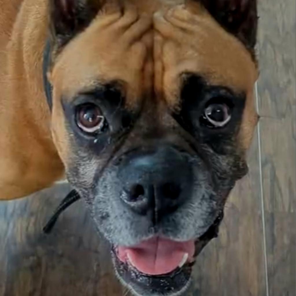 Dougie, a Adoptable Boxer in Tallahassee, FL image 4/6