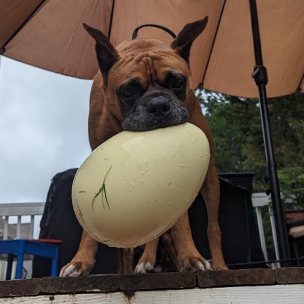 Dougie, a Adoptable Boxer in Tallahassee, FL image 6/6