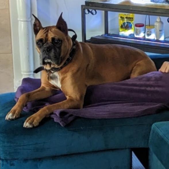 Dougie, a Adoptable Boxer in Tallahassee, FL image 3/6