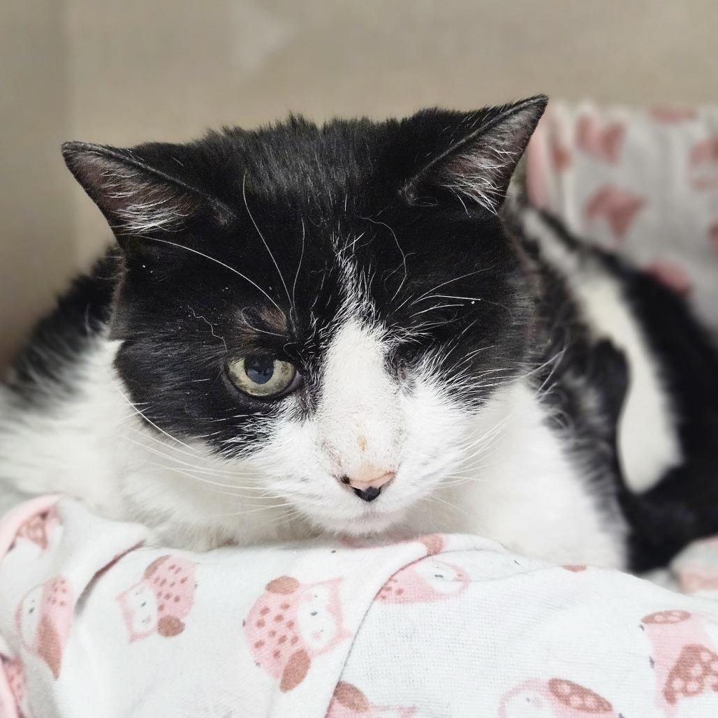 Enlarge Cookie, a Adoptable Domestic Short Hair in Conway, NH image 1/6