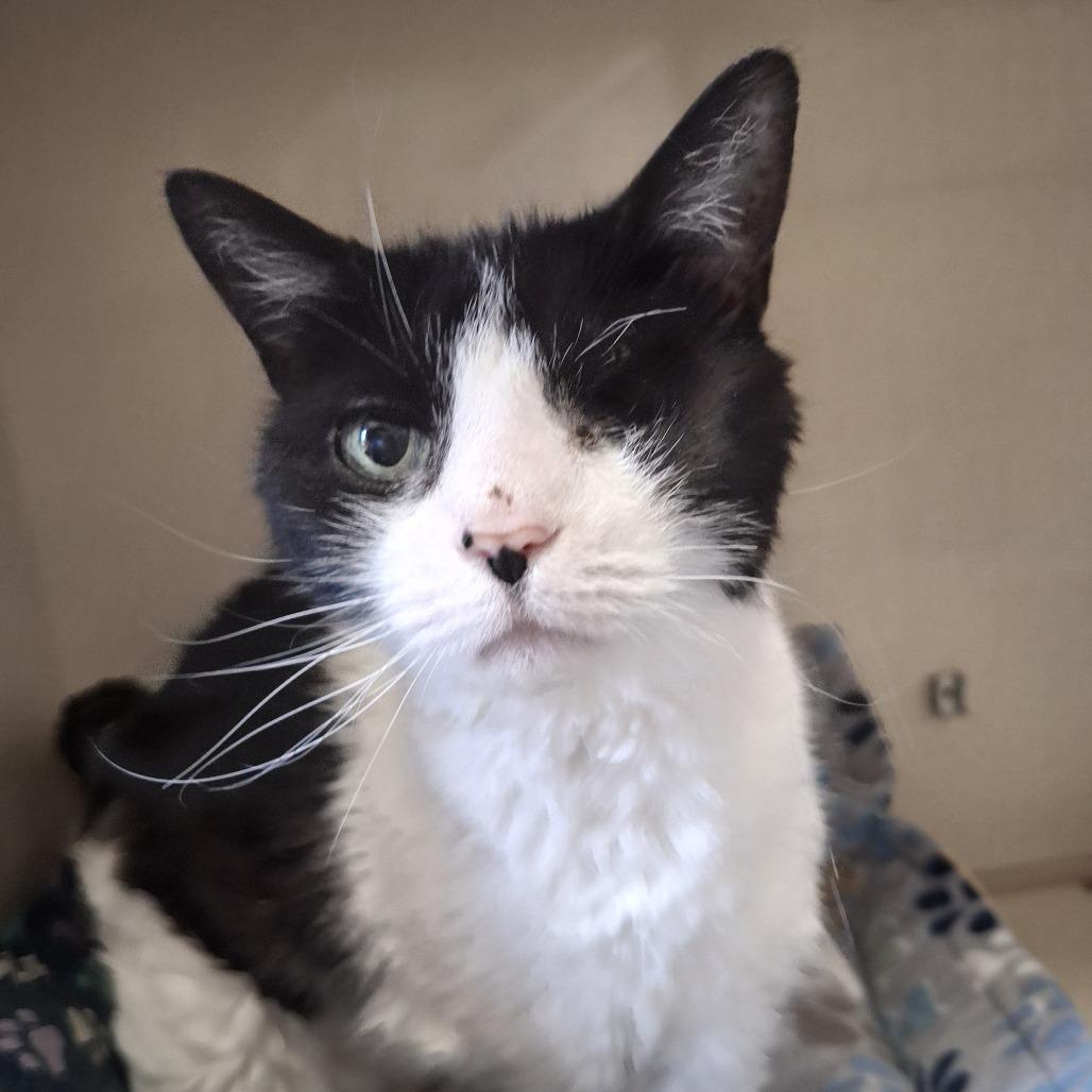 Cookie, Adoptable, Senior Female Domestic Short Hair.