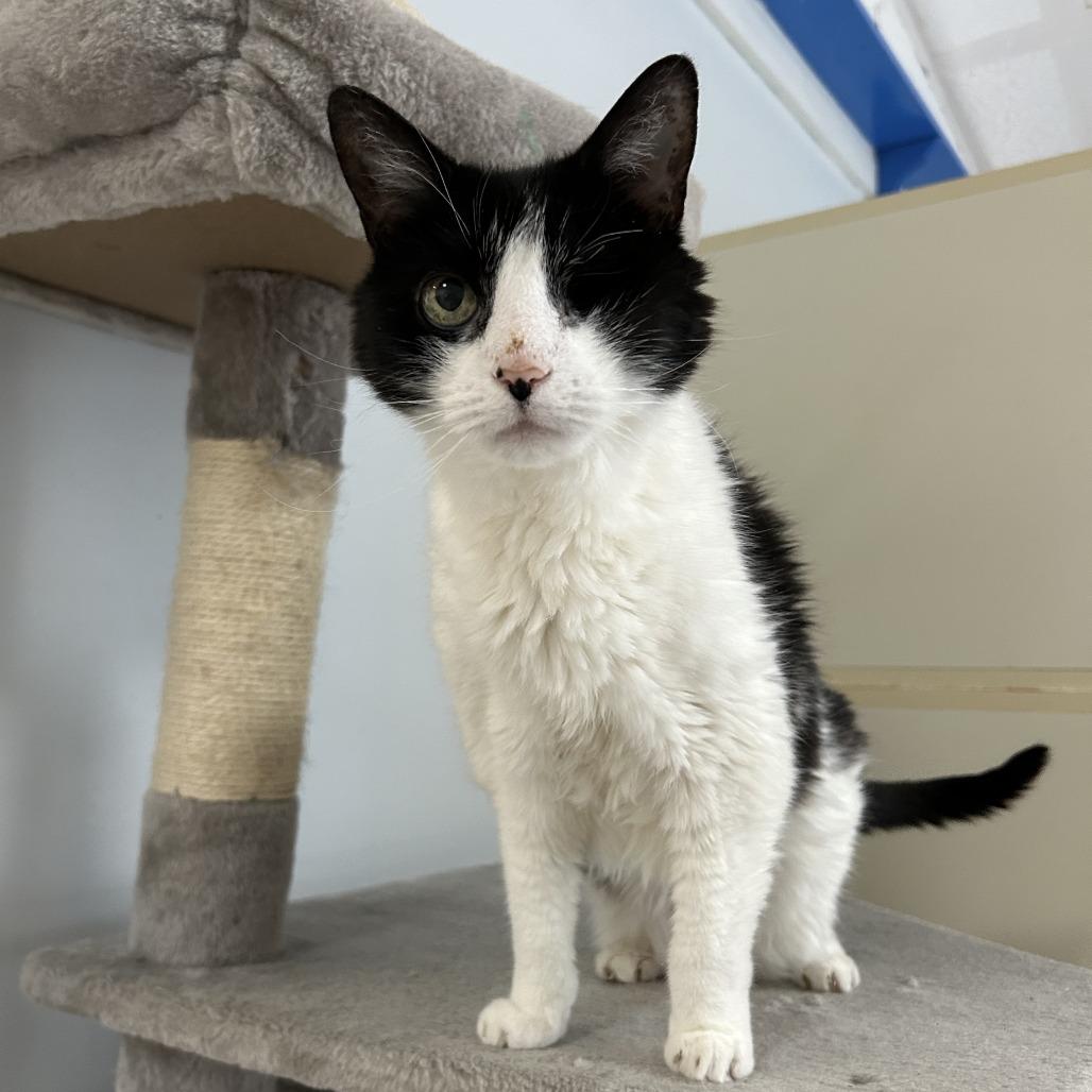 Cookie, a Adoptable Domestic Short Hair in Conway, NH image 2/4