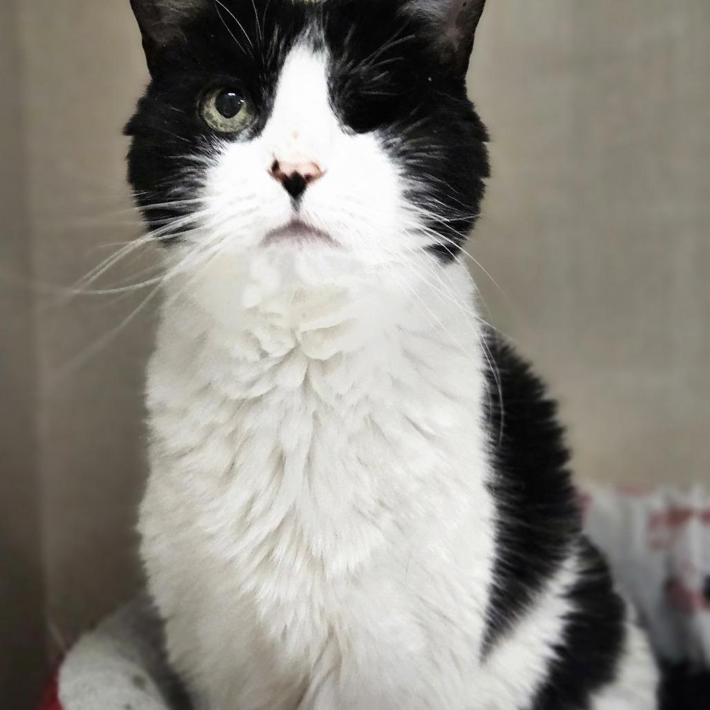 Enlarge Cookie, a Adoptable Domestic Short Hair in Conway, NH image 4/6