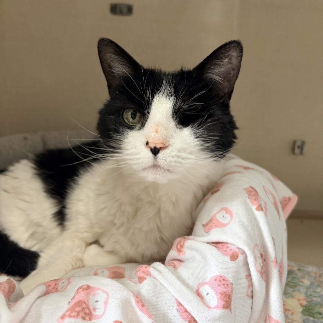 Cookie, a Adoptable Domestic Short Hair in Conway, NH image 3/4