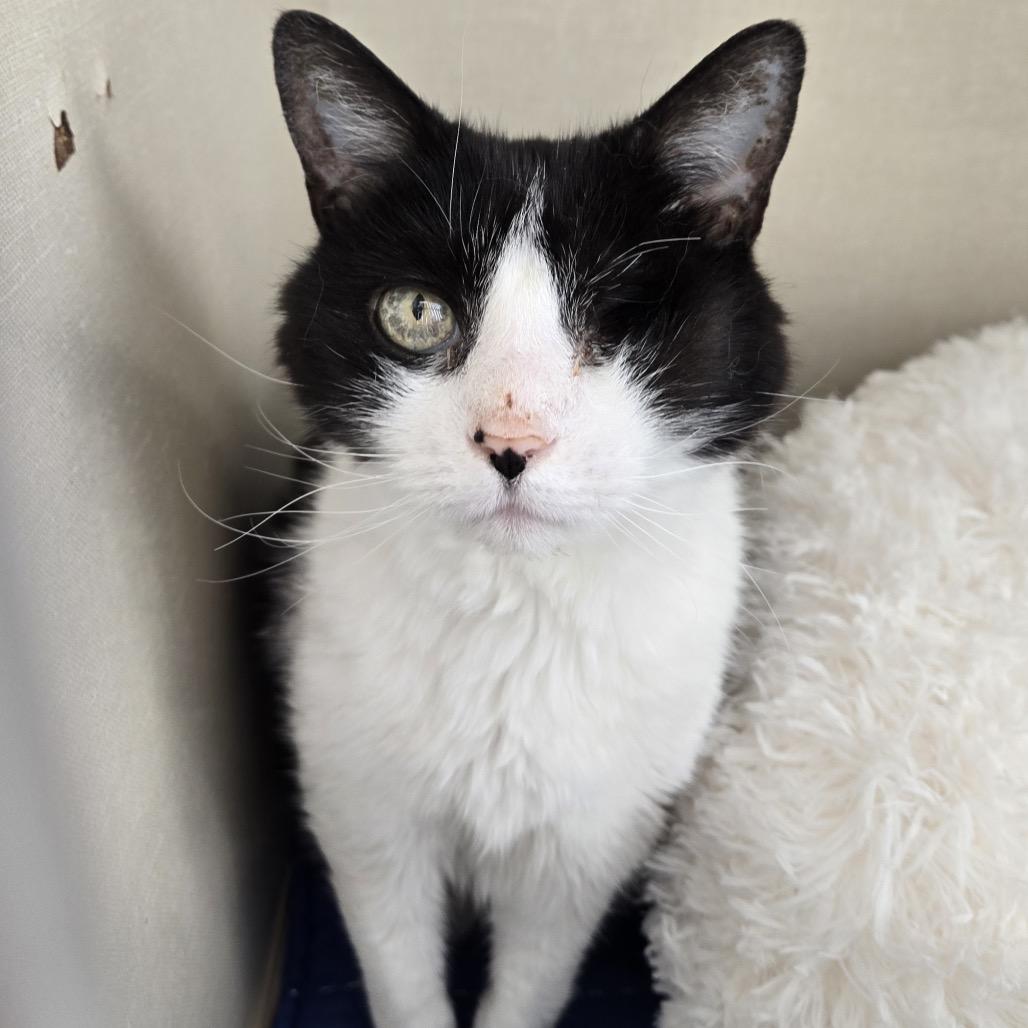 Cookie, a Adoptable Domestic Short Hair in Conway, NH image 4/4