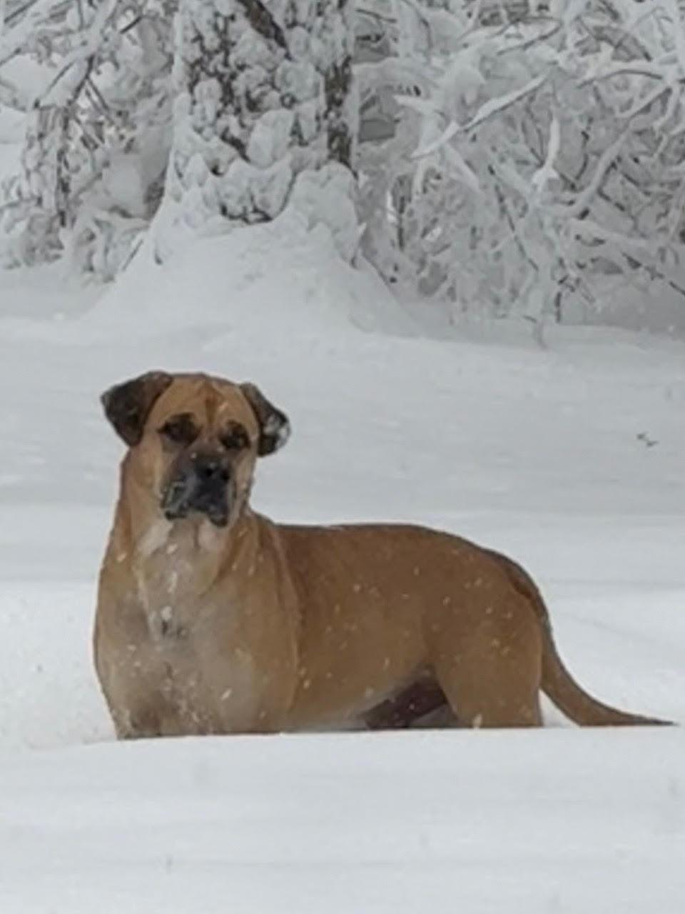 Enlarge Coco, a ADOPTABLE Bullmastiff in Pottersville, NJ image 2/5