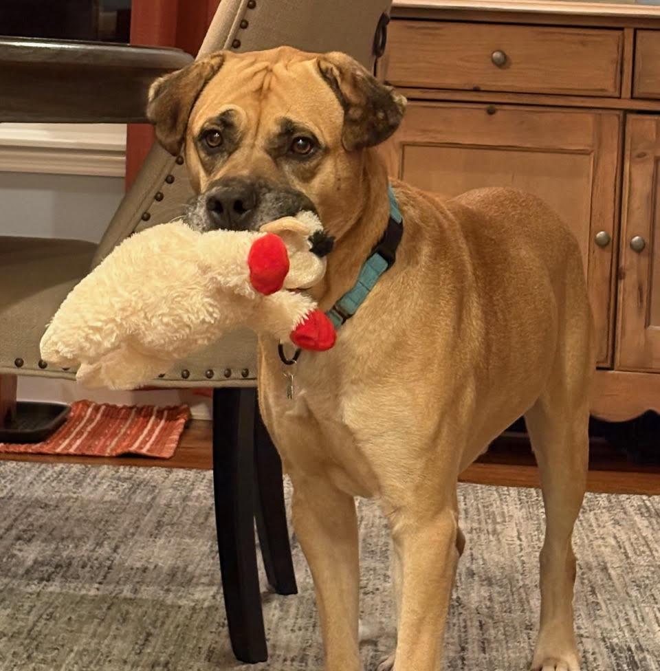 Enlarge Coco, a ADOPTABLE Bullmastiff in Pottersville, NJ image 4/5