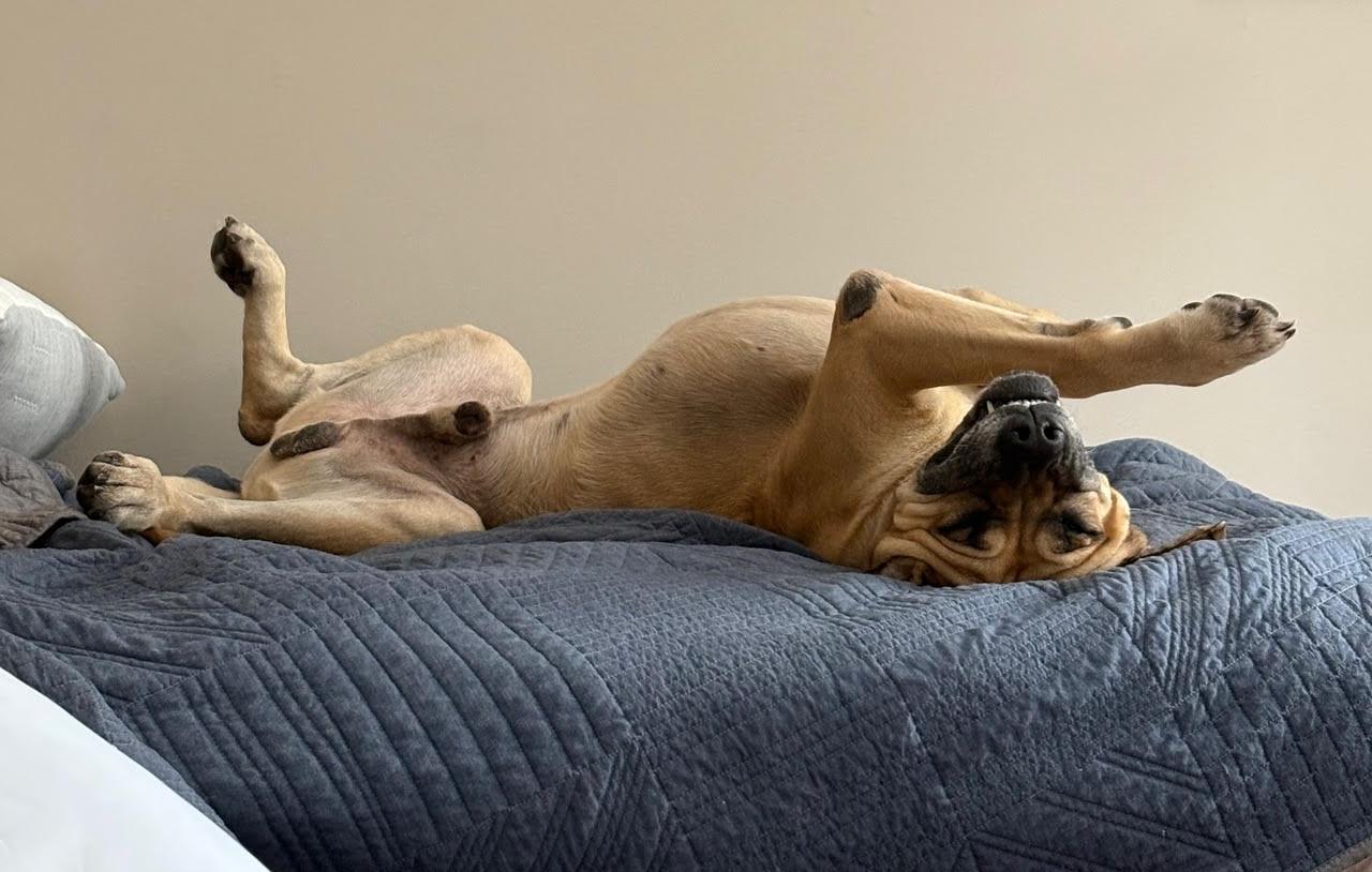 Enlarge Coco, a ADOPTABLE Bullmastiff in Pottersville, NJ image 5/5