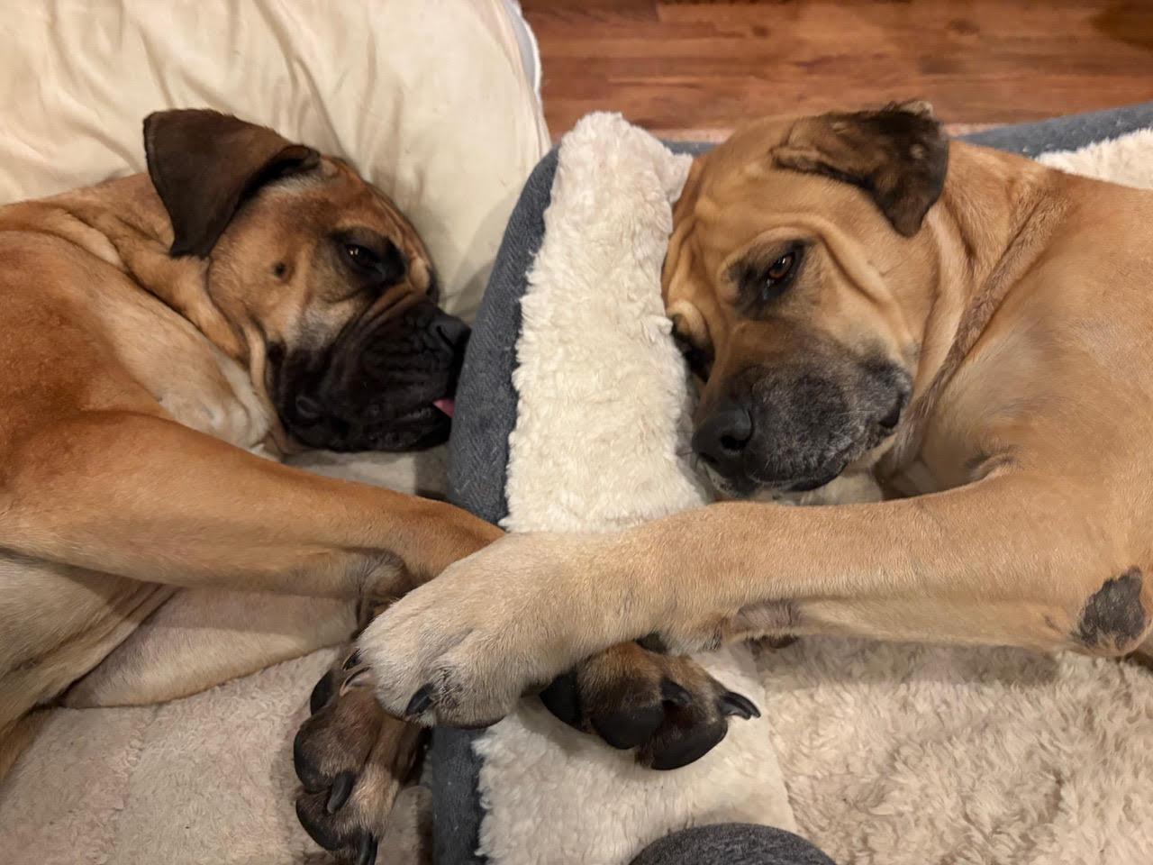 Enlarge Coco, a ADOPTABLE Bullmastiff in Pottersville, NJ image 3/5