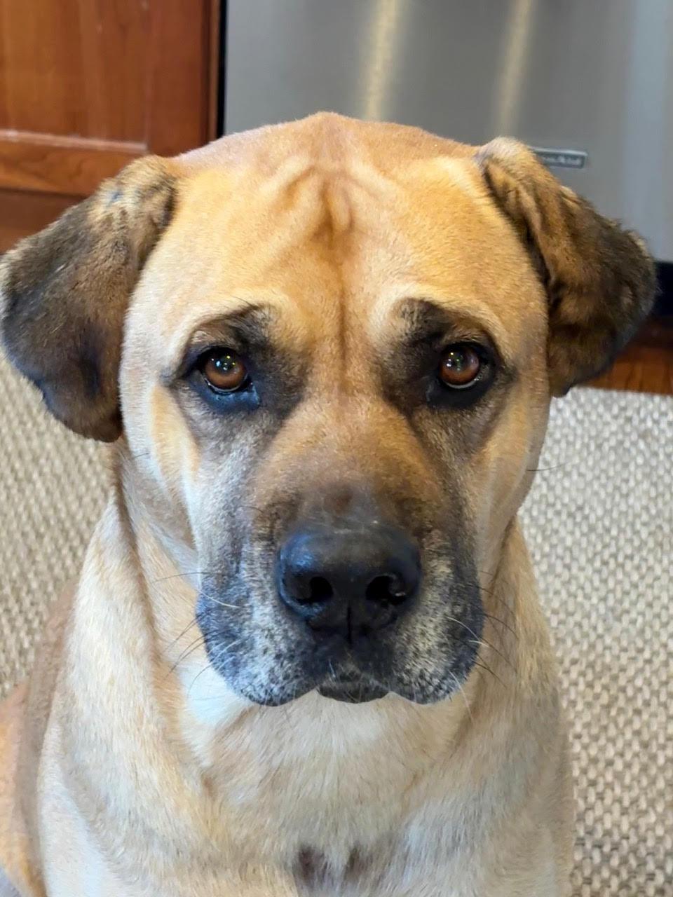 Coco, ADOPTABLE, Young Male Bullmastiff.