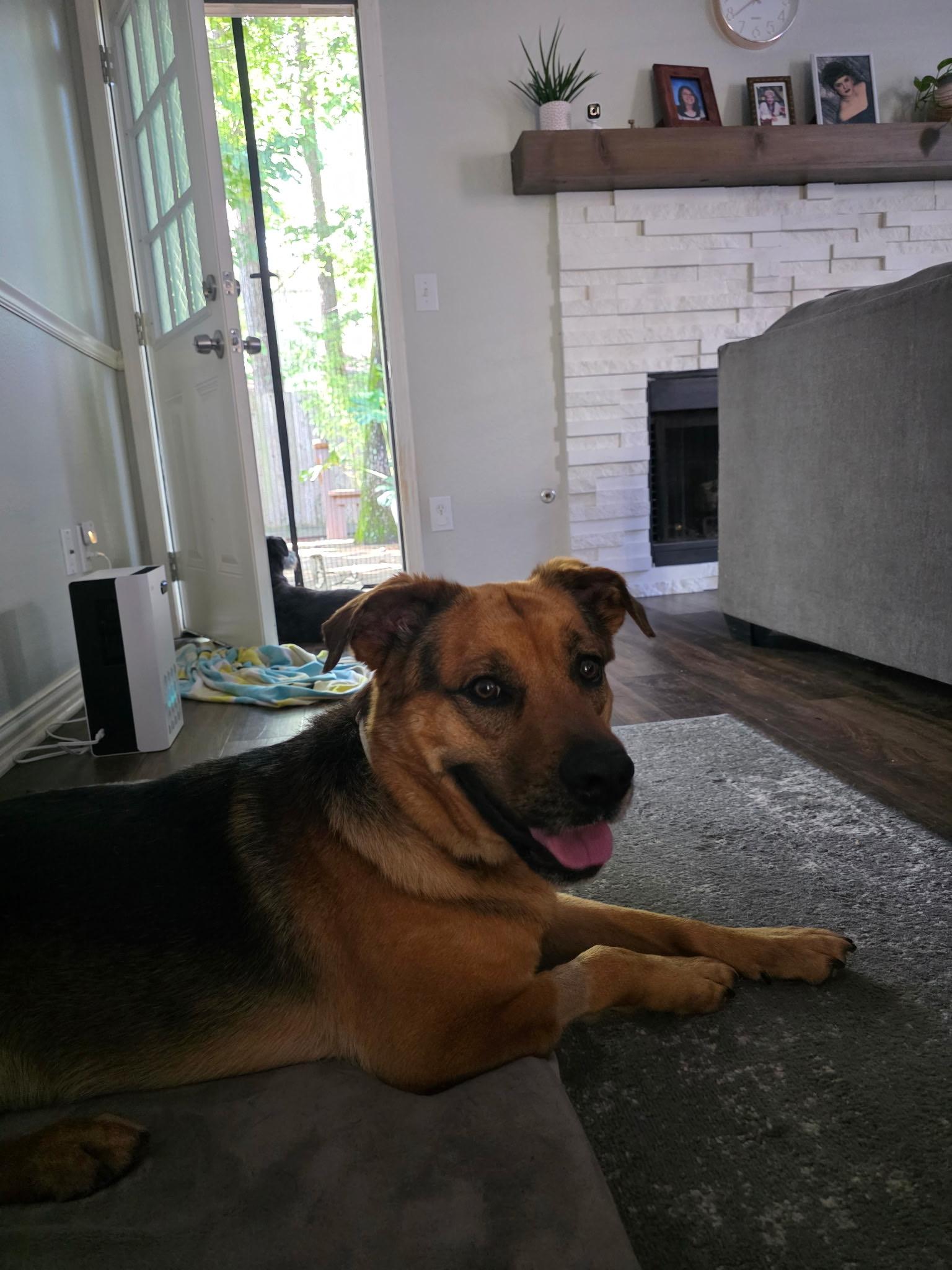 Enlarge Slinky (low maintenance, super friendly, sweet, great with kids, house trained), an adopted mixed breed in Ridgefield, NJ image 3/6
