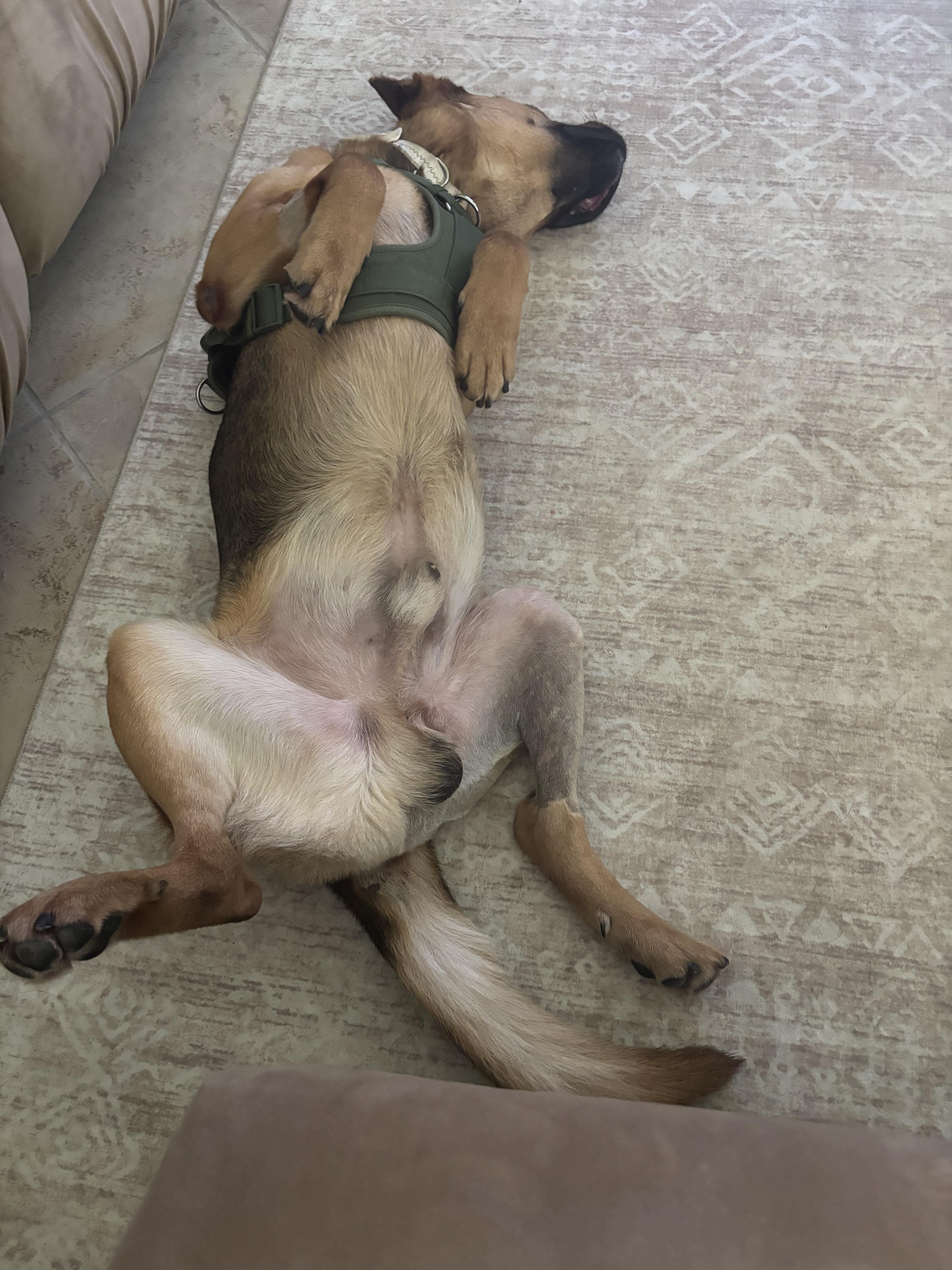 Enlarge Slinky (low maintenance, super friendly, sweet, great with kids, house trained), an adopted mixed breed in Ridgefield, NJ image 5/6