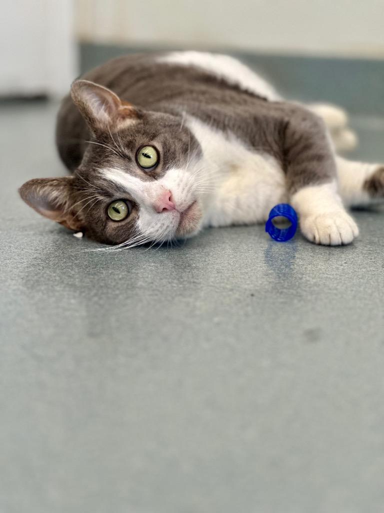 Soren, a Adoptable mixed breed in Cumberland, ME image 1/6