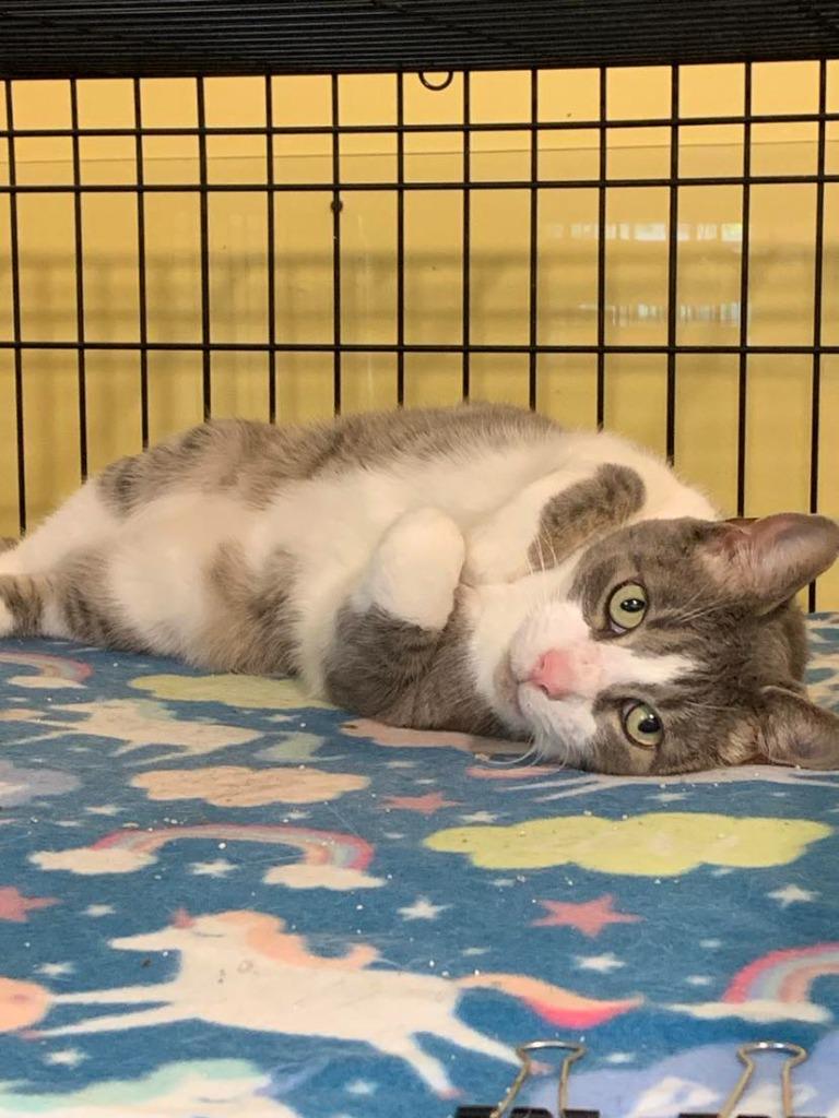 Soren, Adoptable, Adult Male Domestic Short Hair.