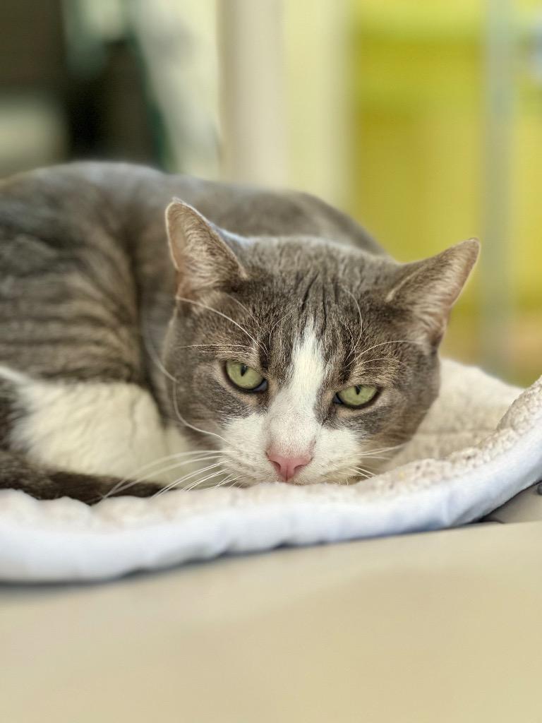 Soren, a Adoptable mixed breed in Cumberland, ME image 3/6