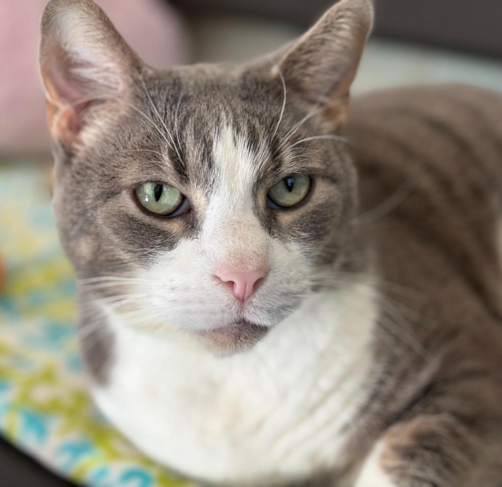 Soren, a Adoptable mixed breed in Cumberland, ME image 4/6