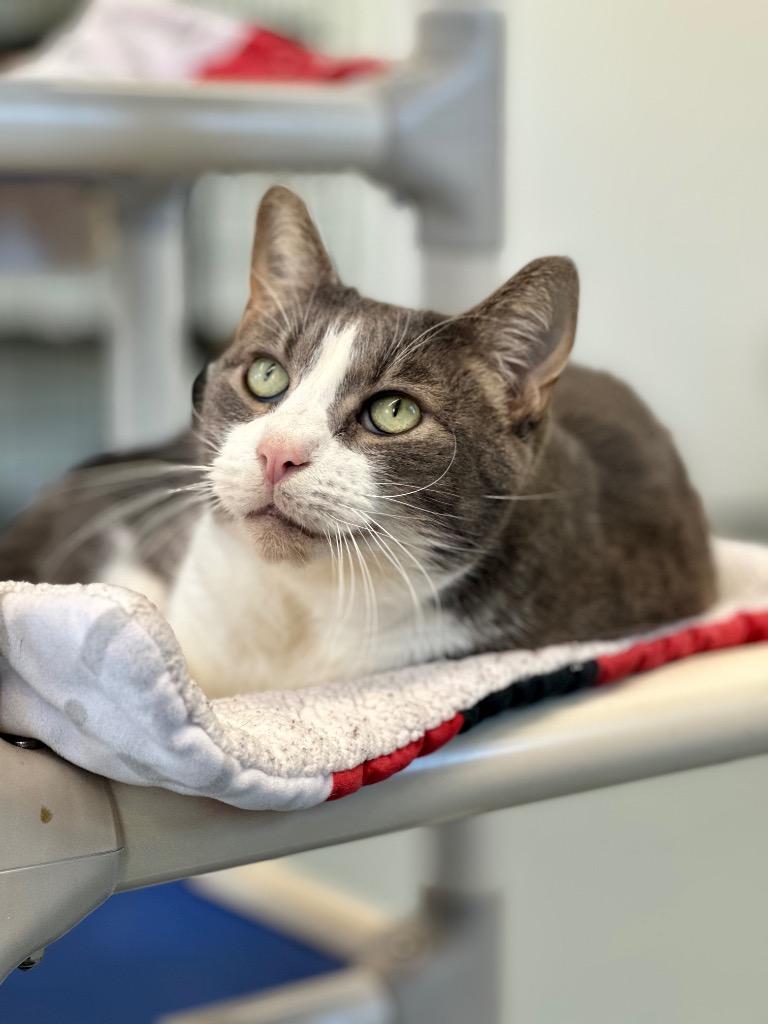 Soren, a Adoptable mixed breed in Cumberland, ME image 5/6