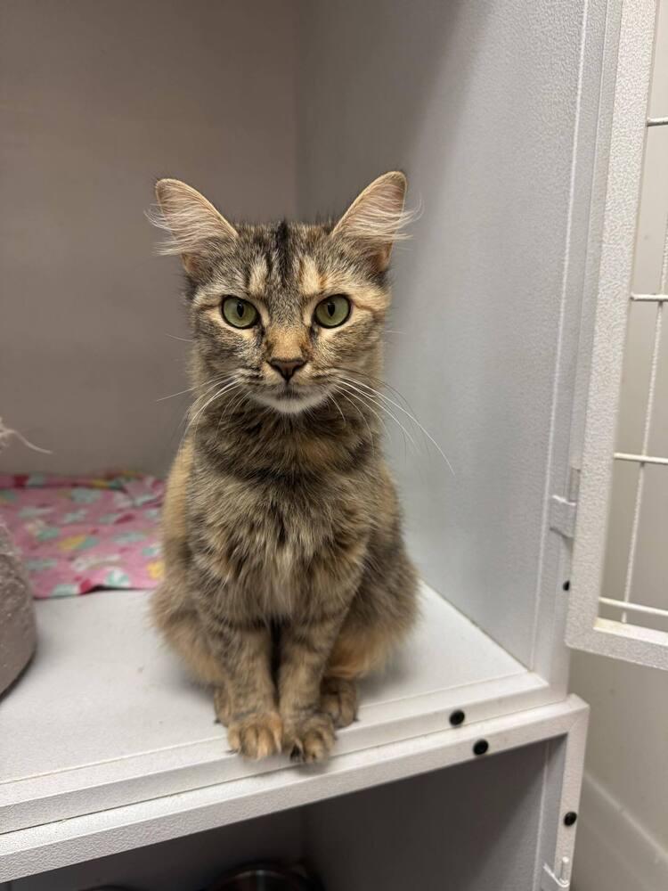 Watermelon, Adoptable, Young Female Domestic Medium Hair & Domestic Short Hair.