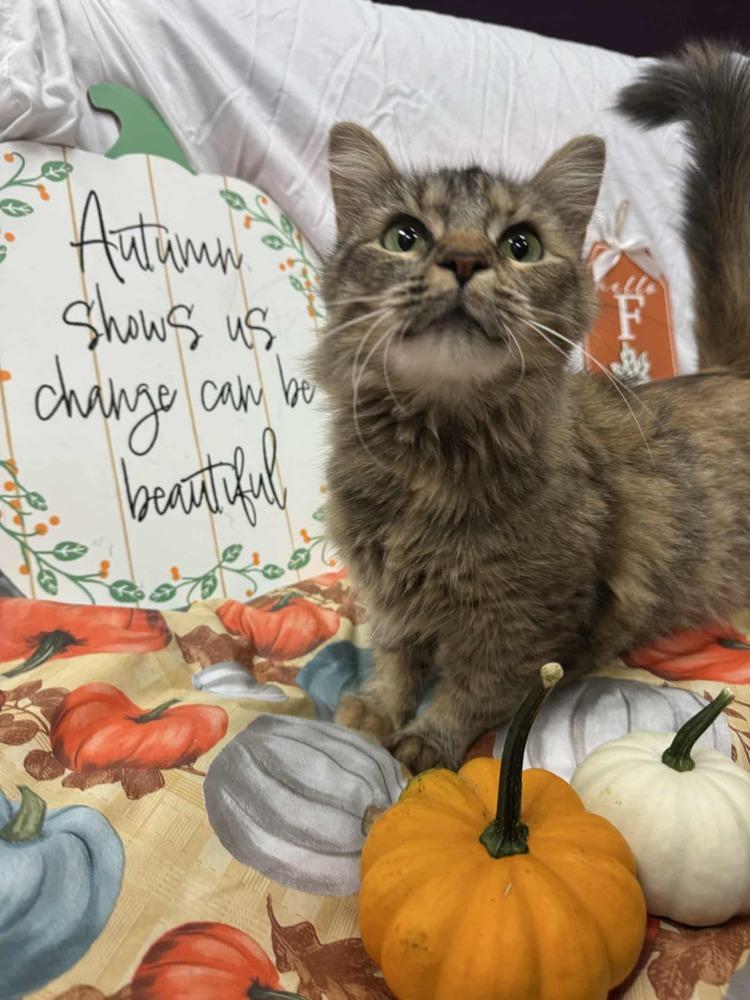 Enlarge Watermelon, a Adoptable mixed breed in Cary, NC image 2/6