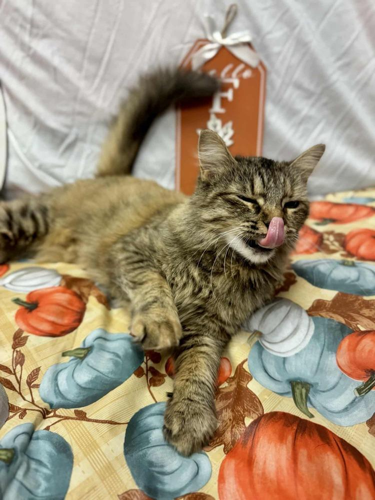 Enlarge Watermelon, a Adoptable mixed breed in Cary, NC image 3/6