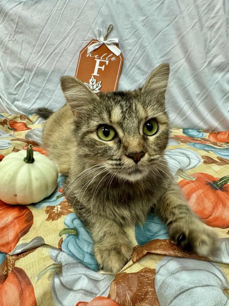 Enlarge Watermelon, a Adoptable mixed breed in Cary, NC image 4/6