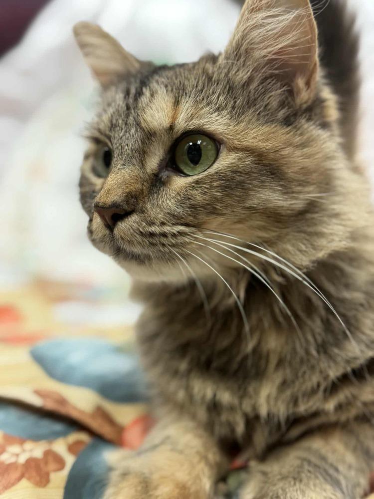 Enlarge Watermelon, a Adoptable mixed breed in Cary, NC image 5/6