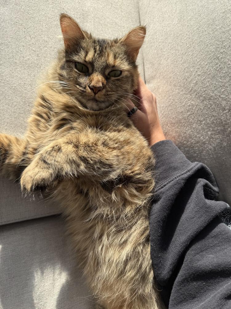 Enlarge Watermelon, a Adoptable mixed breed in Cary, NC image 6/6