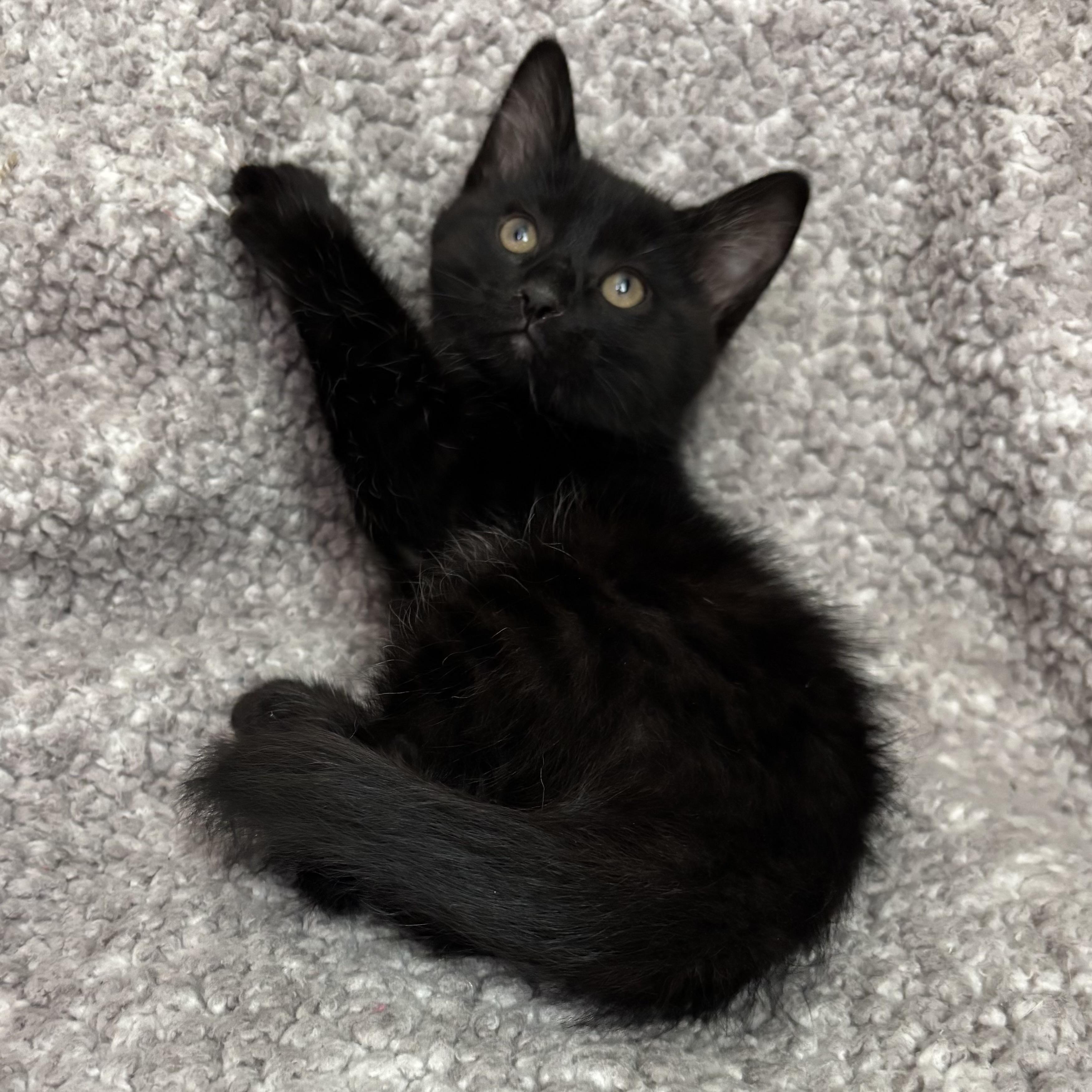 Enlarge Ryder, an adoption pending Domestic Short Hair in Bonney Lake, WA image 4/6
