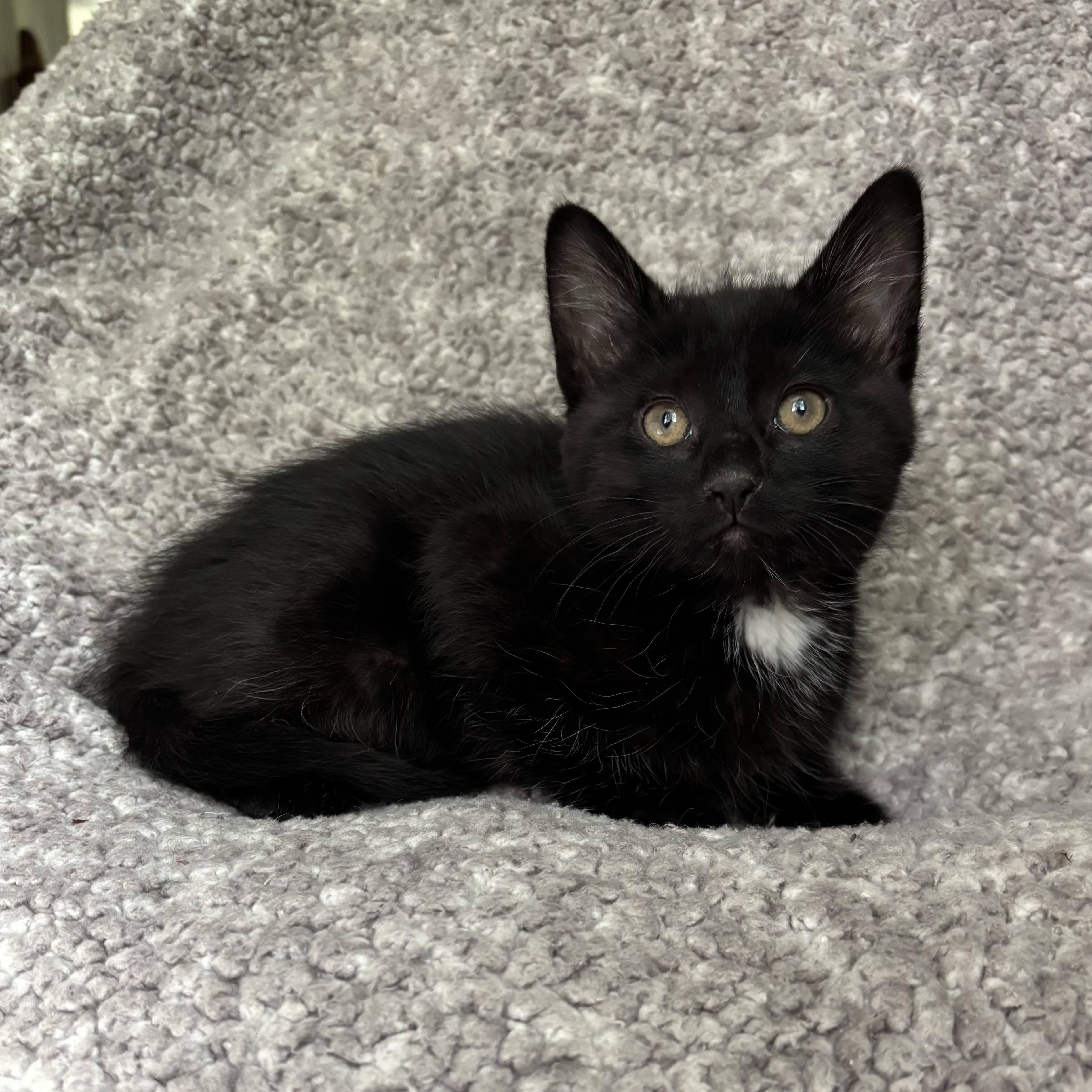 Enlarge Ryder, an adoption pending Domestic Short Hair in Bonney Lake, WA image 5/6
