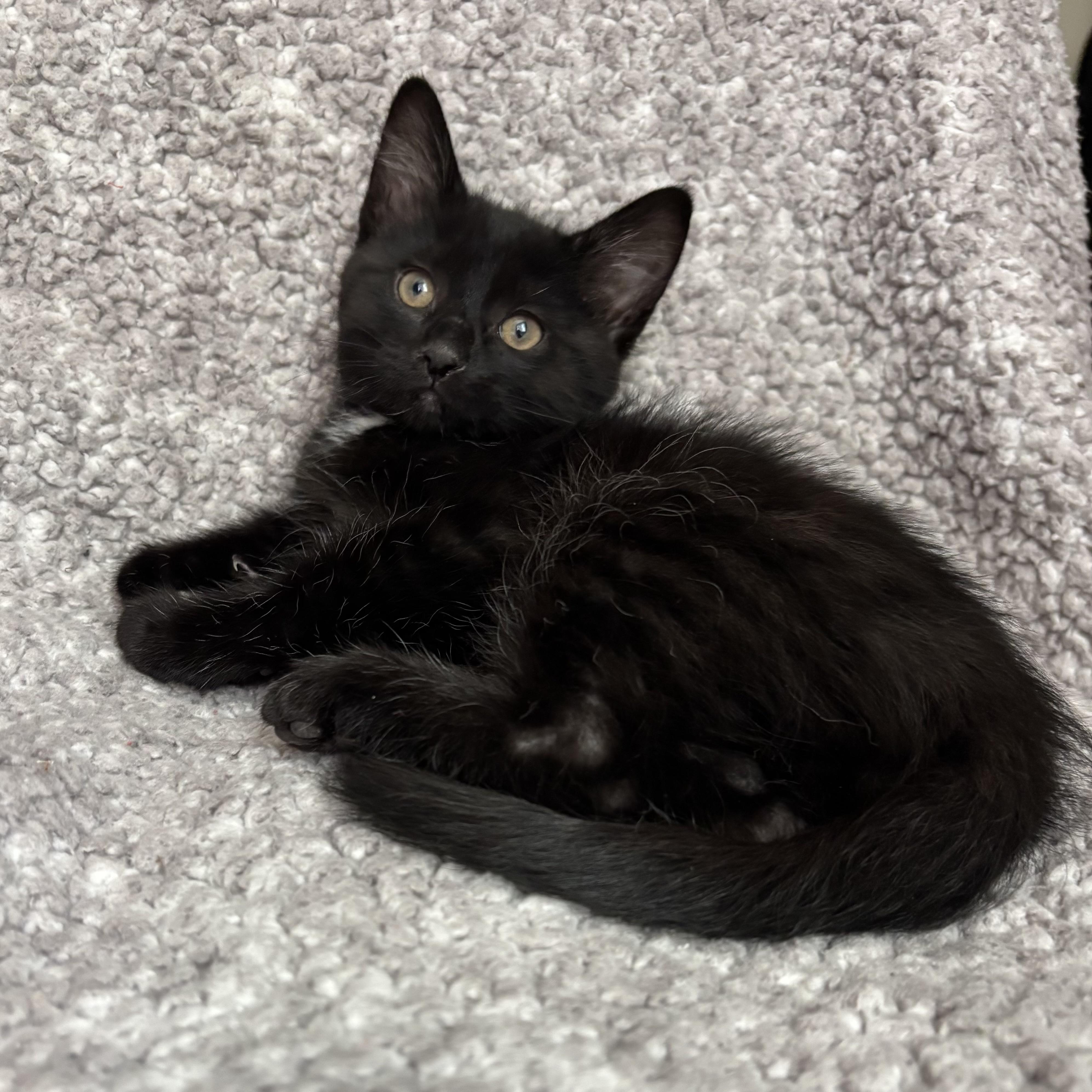 Enlarge Ryder, an adoption pending Domestic Short Hair in Bonney Lake, WA image 3/6