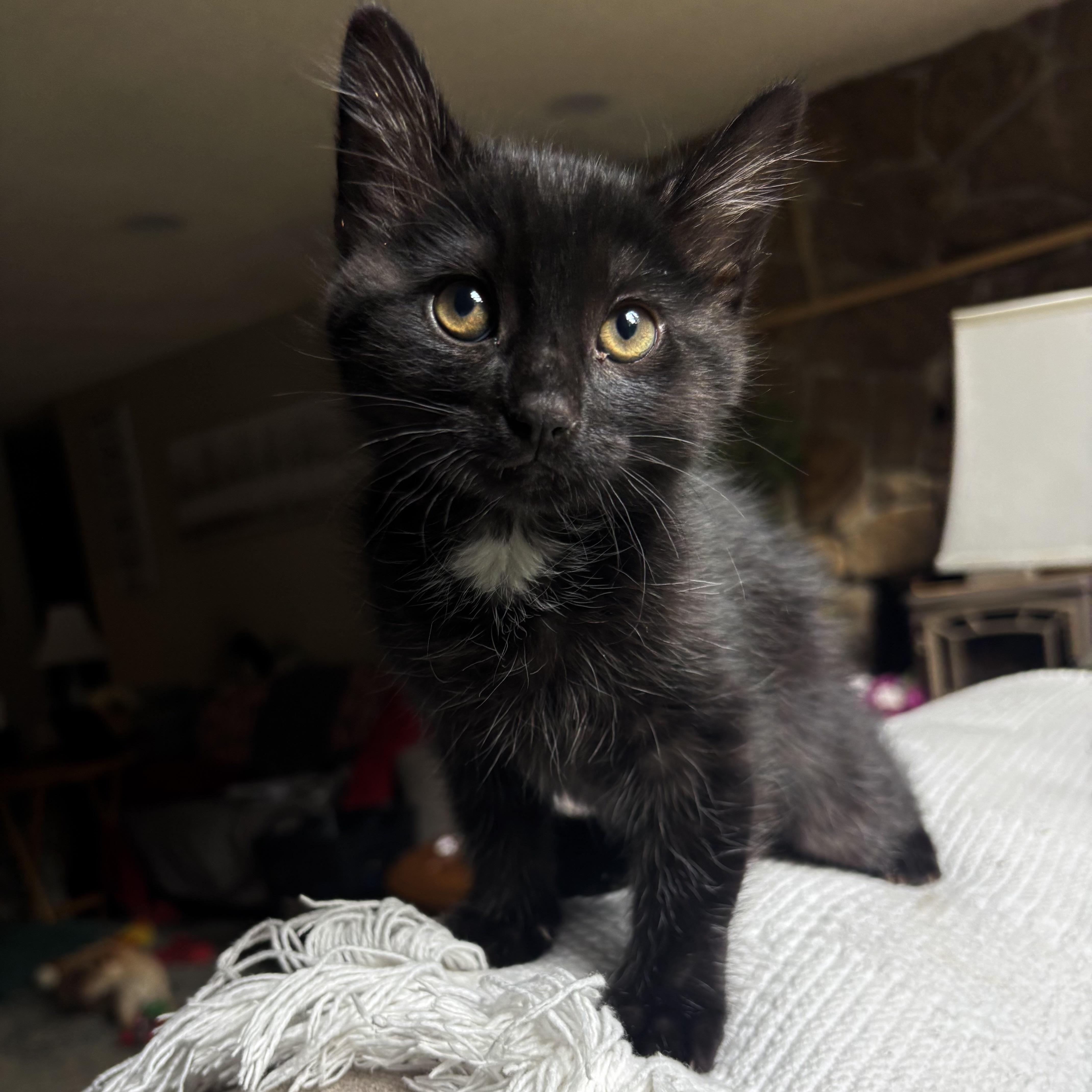 Enlarge Ryder, an adoption pending Domestic Short Hair in Bonney Lake, WA image 1/6