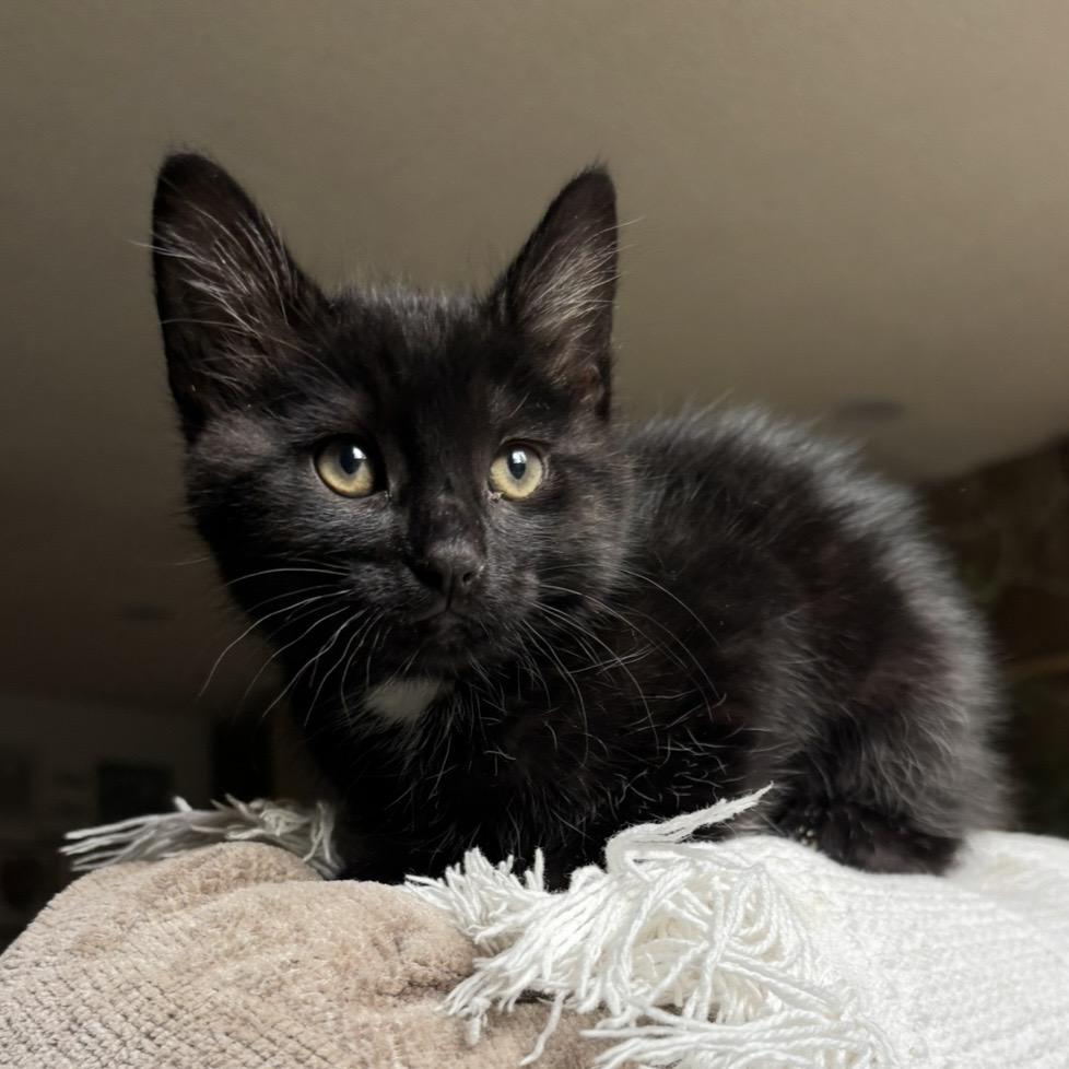 Enlarge Ryder, an adoption pending Domestic Short Hair in Bonney Lake, WA image 2/6
