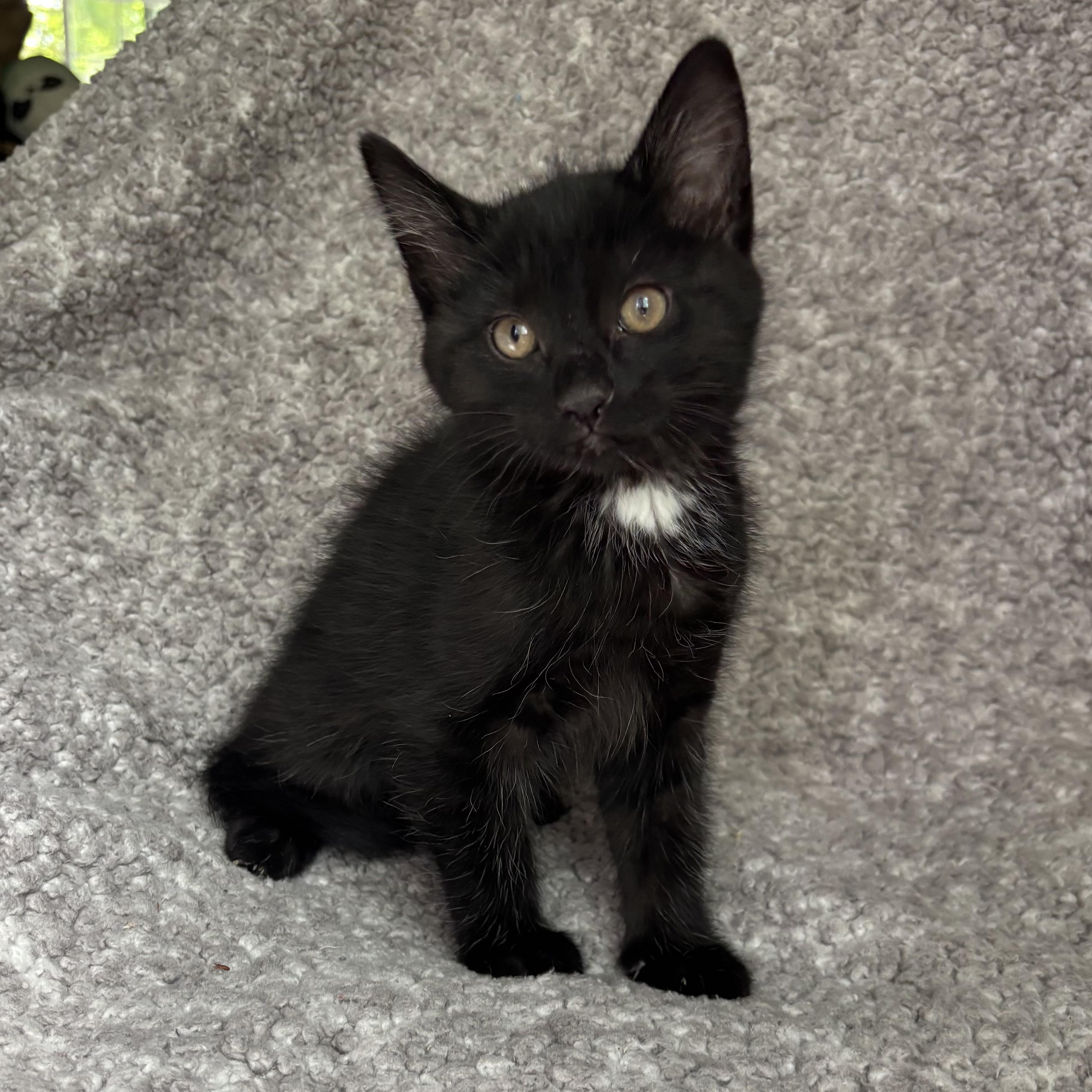 Enlarge Ryder, an adoption pending Domestic Short Hair in Bonney Lake, WA image 6/6