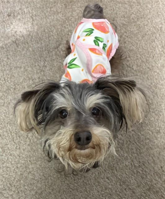 DUMBO, Adoptable, Adult Female Schnauzer.