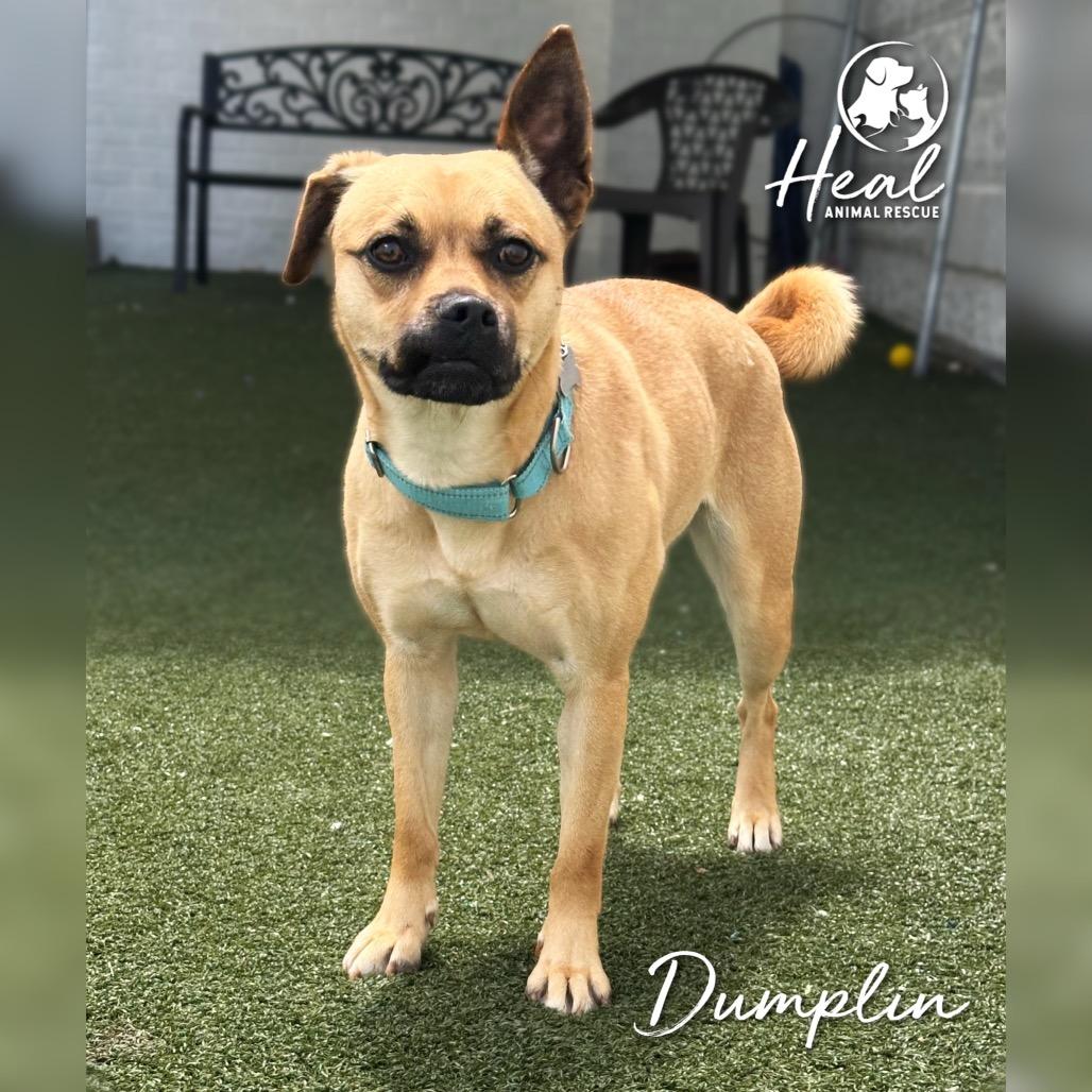 Dumplin, Adoptable, Adult Female Pug & Husky.