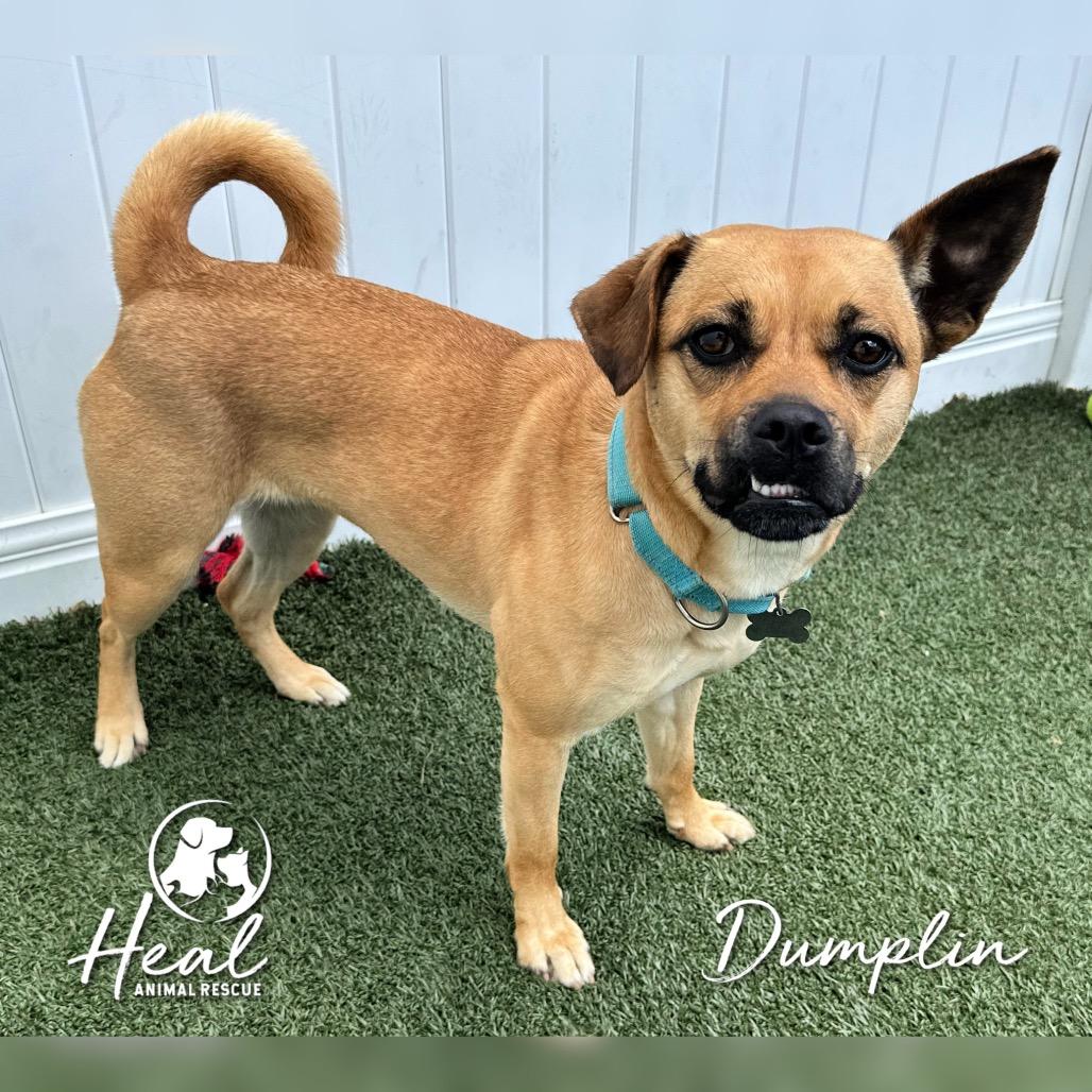Enlarge Dumplin, a Adoptable mixed breed in Youngwood, PA image 2/3