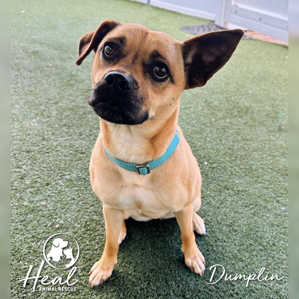 Enlarge Dumplin, a Adoptable mixed breed in Youngwood, PA image 3/3