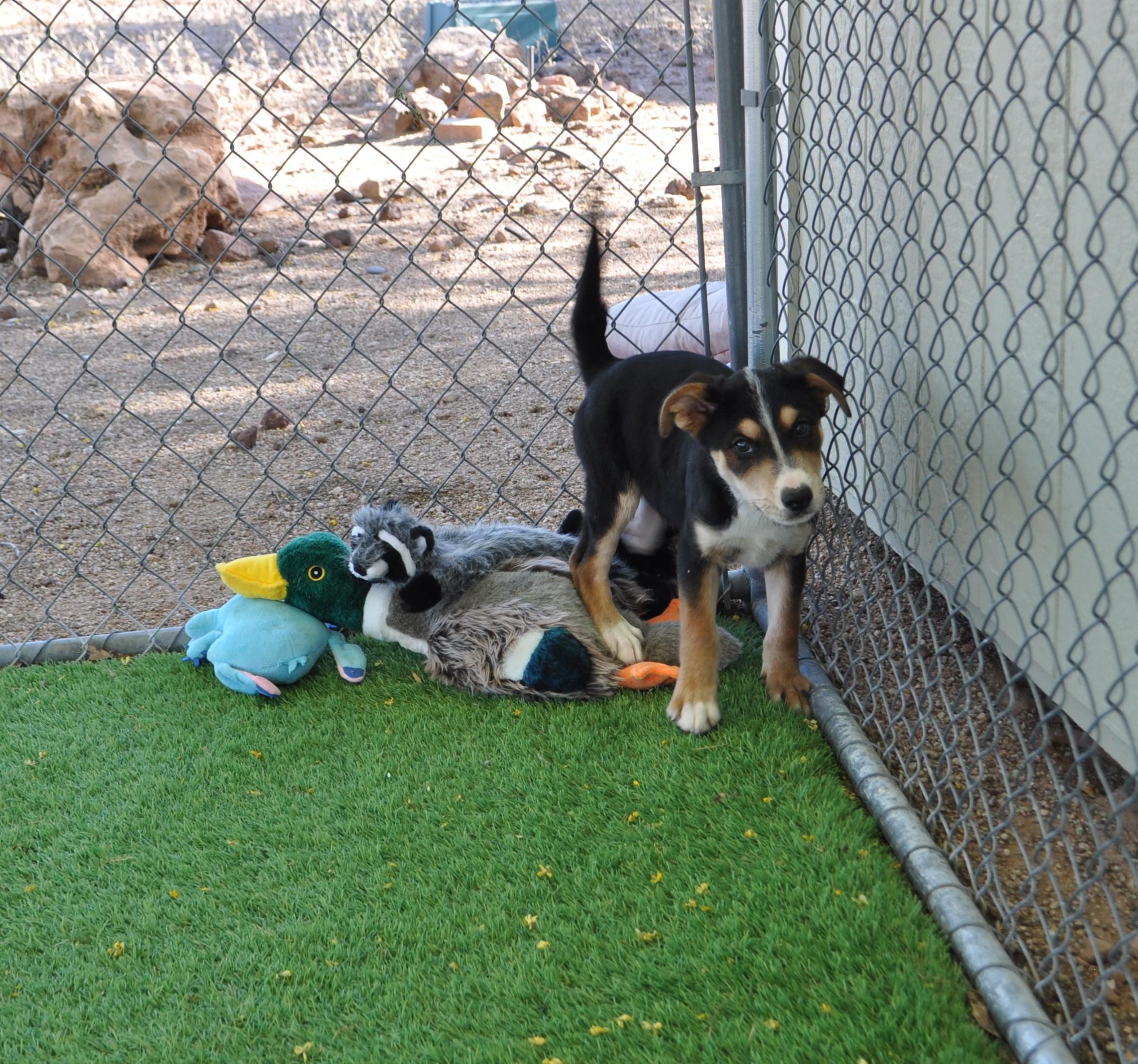 Enlarge Wilder, a ADOPTABLE mixed breed in Apache Junction, AZ image 3/4