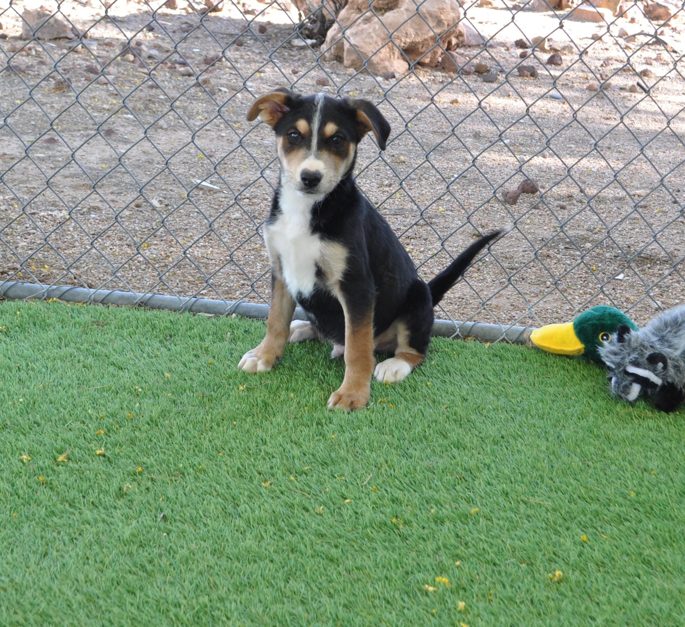 Wilder, ADOPTABLE, Puppy Male Cattle Dog & Jack Russell Terrier.
