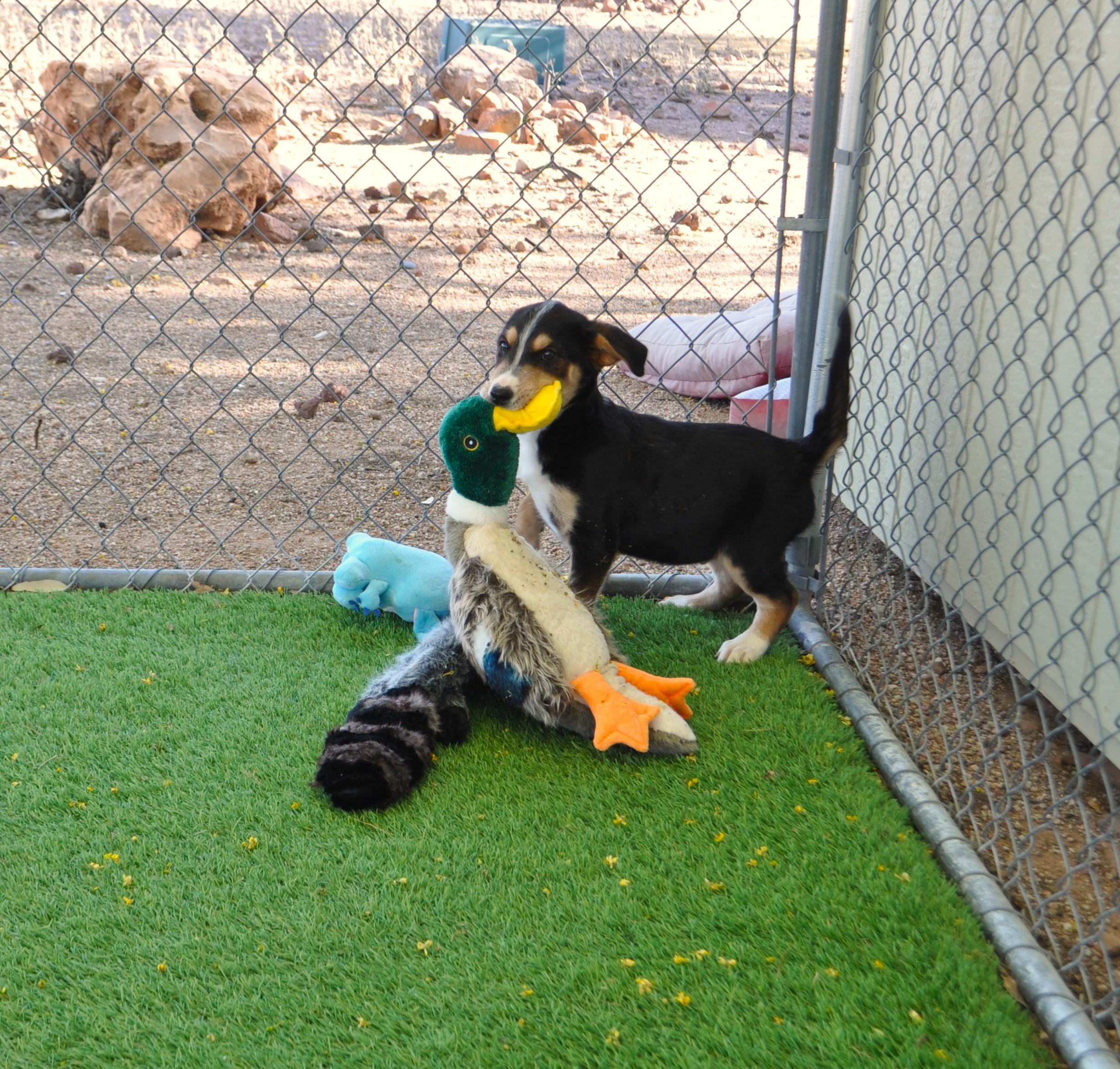 Enlarge Wilder, a ADOPTABLE mixed breed in Apache Junction, AZ image 4/4